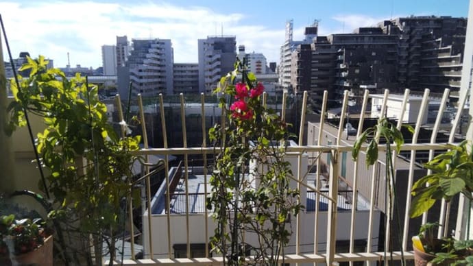 無精者 部屋に来る陽で 布団干し