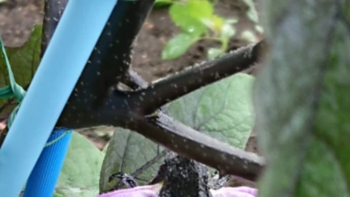 夏休みなのに