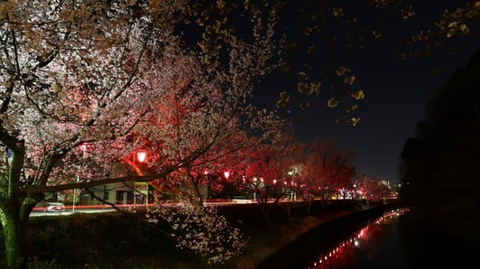 夜桜デジイチVer. をアルバムにして
