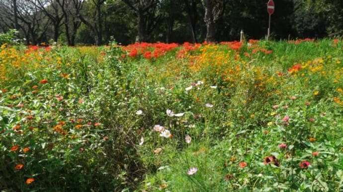 2024年10月 2日(水)の「巾着田曼殊沙華公園」(8)