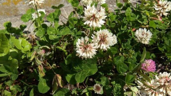 2025年6月8日(日) 苫小牧「近所の自然散歩」植物調査