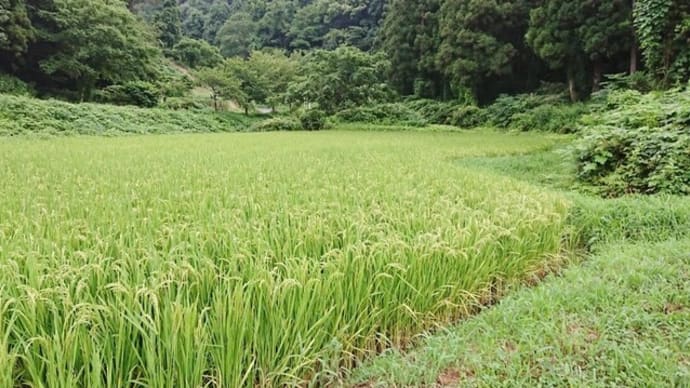 田んぼで稲穂の頭が垂れはじめていました