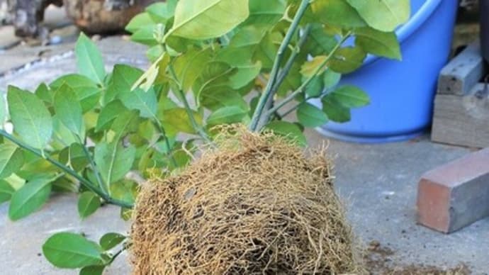 果樹の木の植え替え