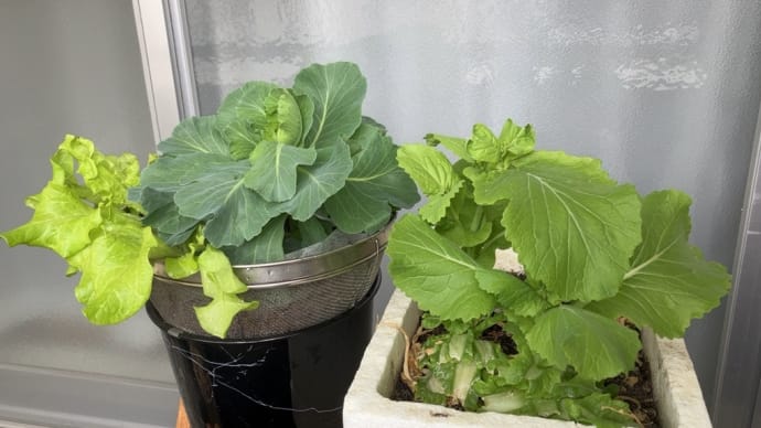 息子はマイバチで絶好調・水耕栽培の水換え&場所変え
