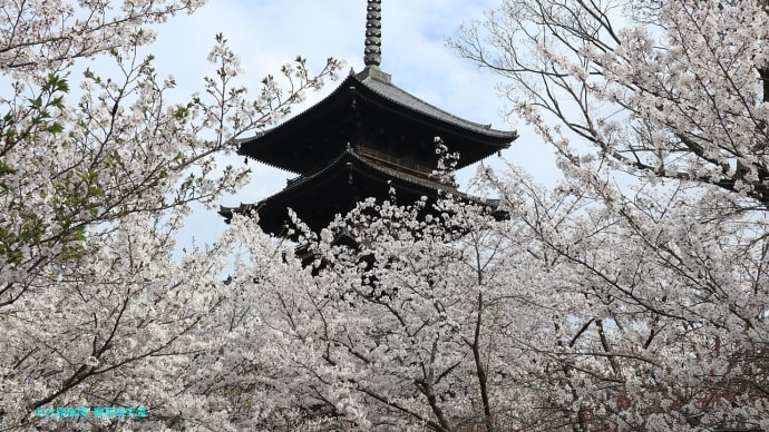 【京都幕間旅情】東寺観桜,さくらでこの春を振り返り真言宗から京都と日本の成り立ちを振り返る