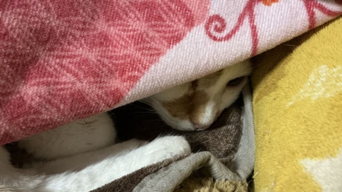 サウンドオブミュージック、田園書房版の謎