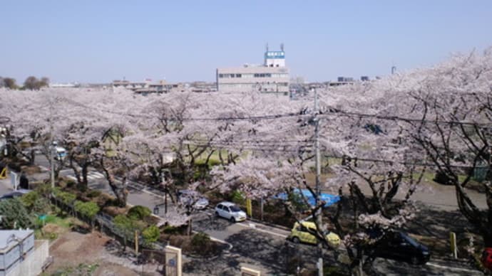 立川六中の桜、２