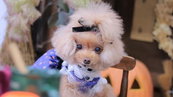 コニワン☆