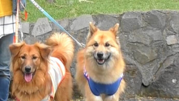 放し飼い 開放的な 動物園/春の伊豆旅行6 伊豆シャボテン動物公園