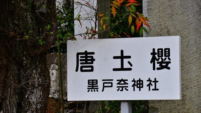 黒戸奈神社の「唐圡櫻」