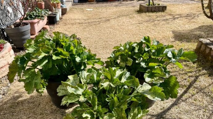 球根植物の様子