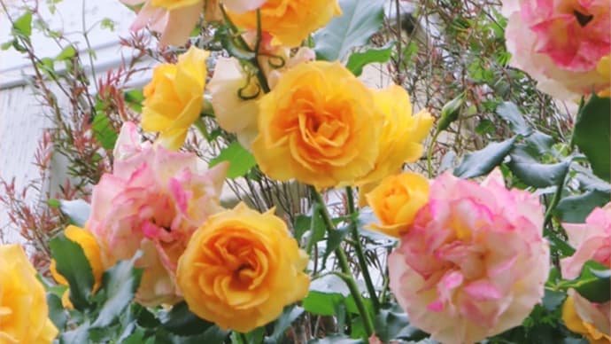 色遷りが素敵な薔薇*サハラ98