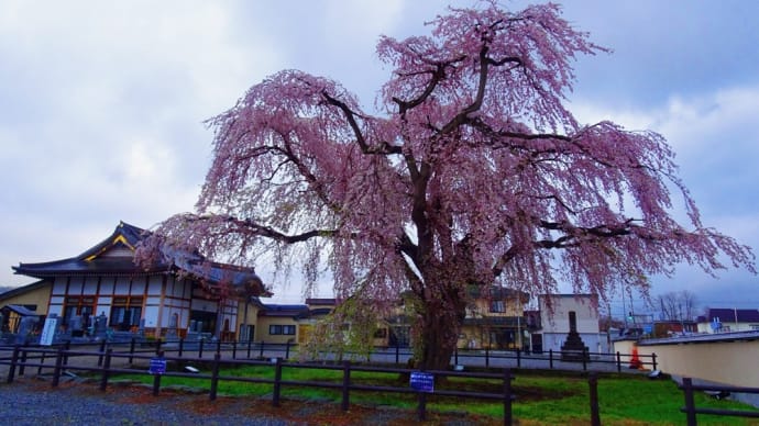 法亀寺・しだれ桜2022