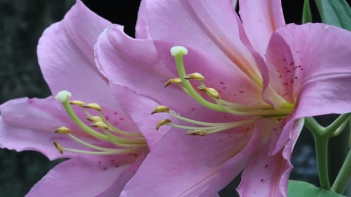 無花粉のユリを撮る
