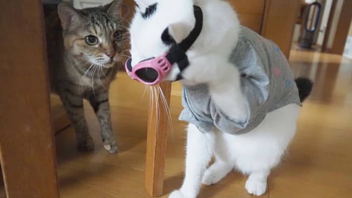 NEKO的猫実話＜コンビニへいこー＞