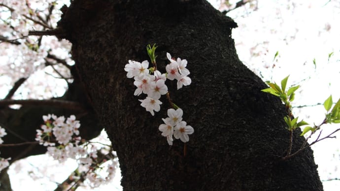 地元の桜と不気味な石段