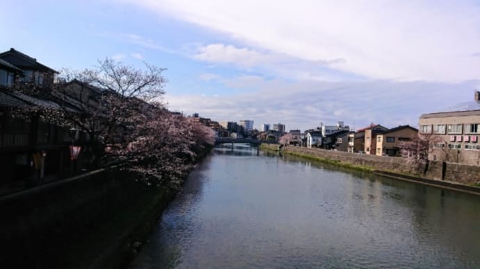 桜🌸追いかけて金沢詣で＠2020年３月浅野川お散歩編その１