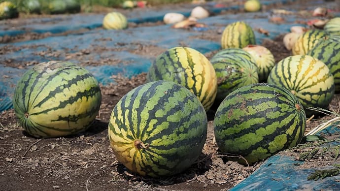 ★すいかがごろごろ夏の終りの風物詩🍉🍉🍉 2020