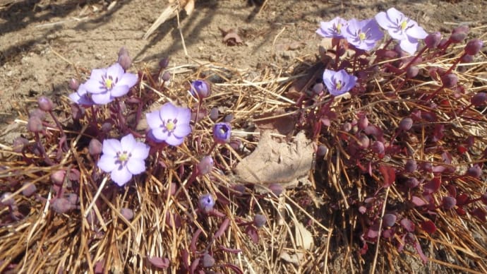 花畑に咲き始めた花