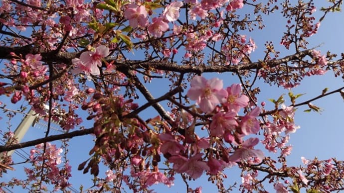 昨日の河津桜