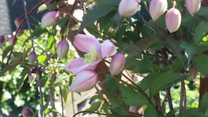 蕾が綻び始めました