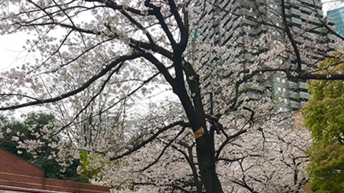 桜とともに記念写真