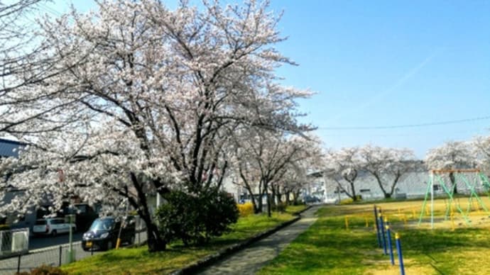 8分咲き位でしょうか?