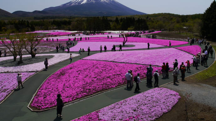 富士芝桜まつりへ