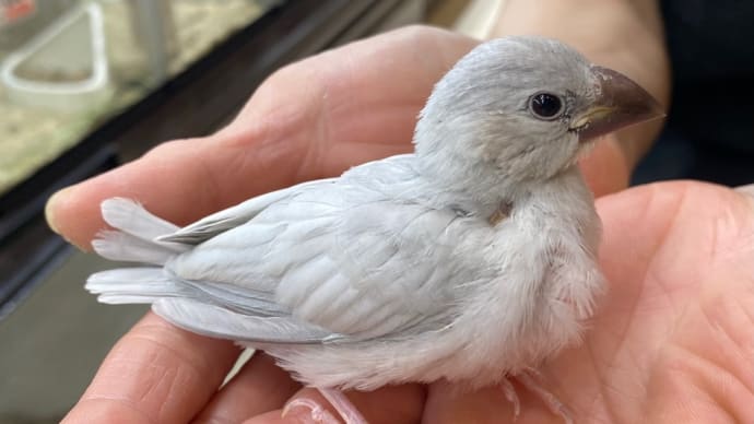 ●季節はずれの文鳥のヒナ🐣たちがデビュー中♬●