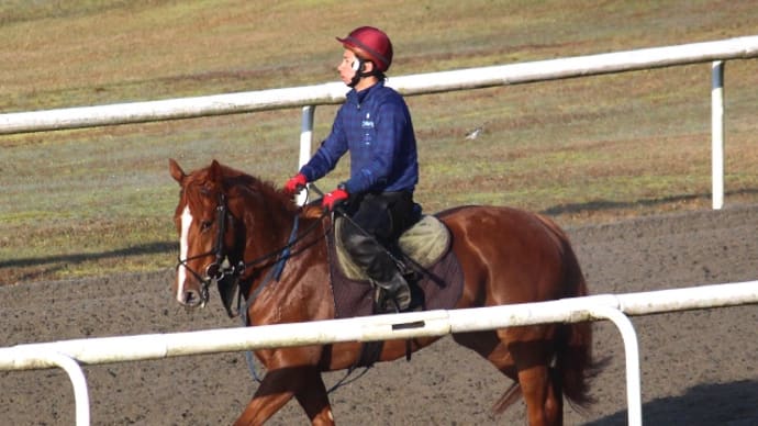 リトミカメンテ、次走にむけ調整中