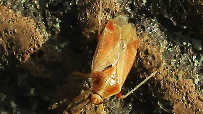 コブヒゲカスミカメ幼虫・♀20210412・13・15