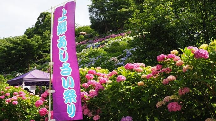 あじさいの丘~上郷あじさい祭り