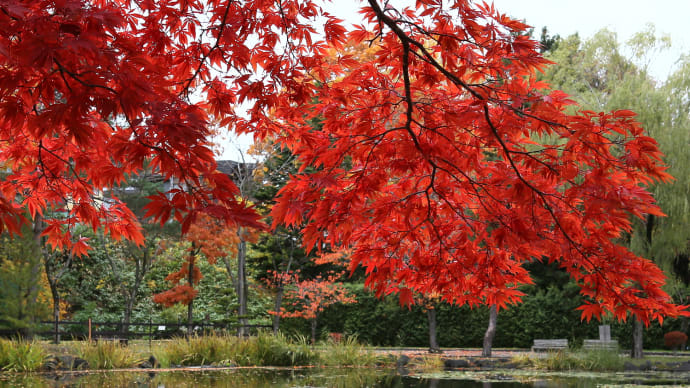 秋の紅葉、追想/北海道1-1