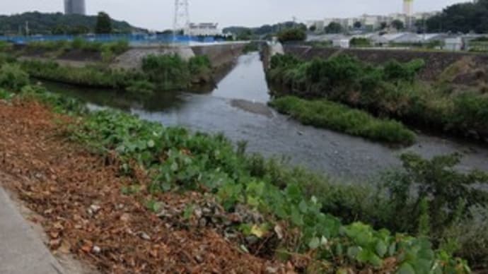 2022神奈川河川ポタリング『宇田川』②『宇田川』と「境川」の合流点
