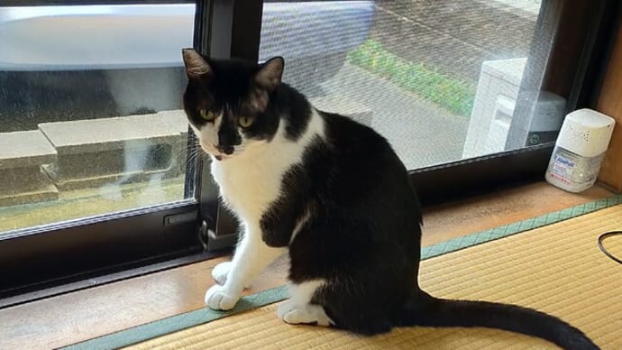 ストルバイト結晶が消える