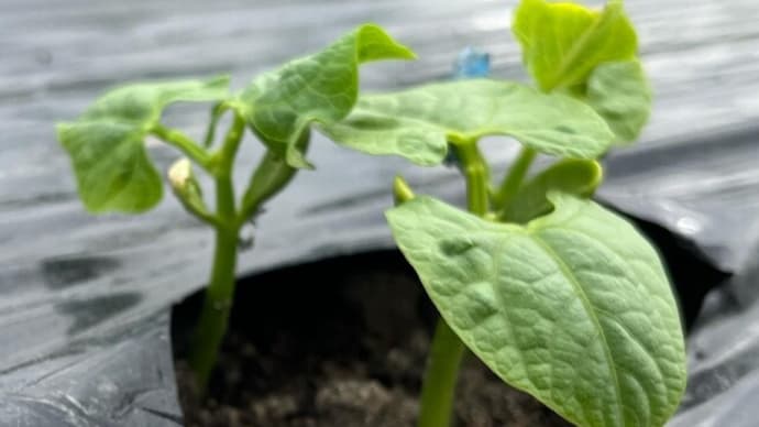 第2弾のツルなしインゲンの発芽