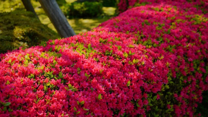 ●4月下旬の兼六園(1) ツツジ 兼六園菊桜 金沢城公園 コウホネ キショウブ