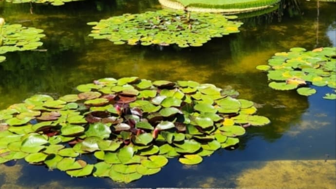 7月の4枚 「水性植物公園みずの森」
