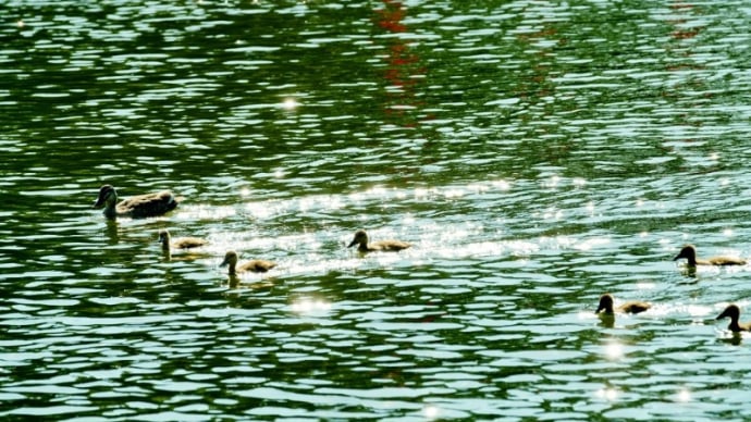 見次公園のカルガモ 前編(板橋区前野町 2021.5.23 撮影)
