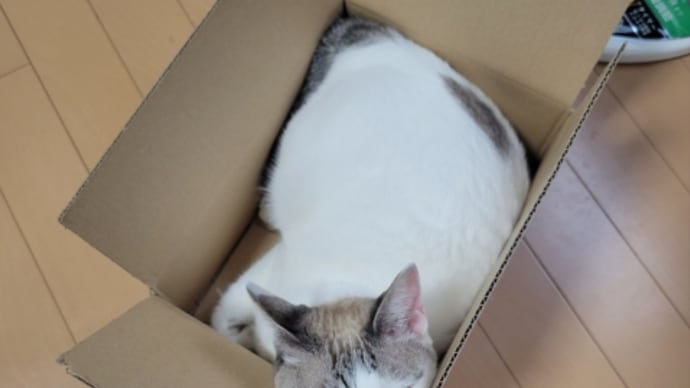 猫シャンとジャンボ当選!とキャンペーンポイント♪