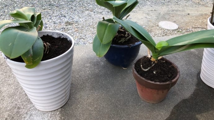 胡蝶蘭の植え替え