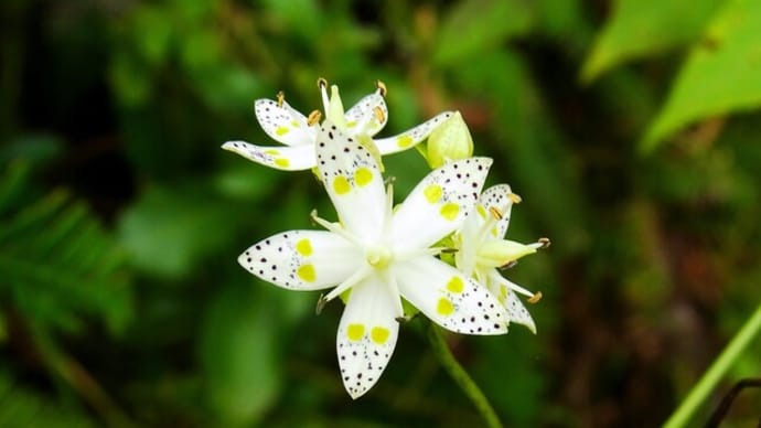 アケボノソウ Swertia bimaculata とイヌセンブリ Swertia tosaensis