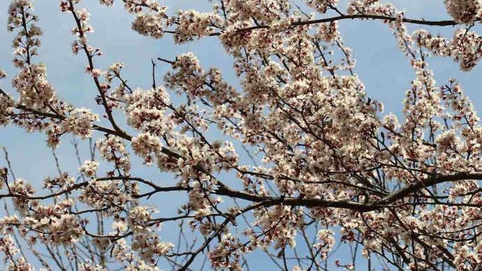 スモモやナシの花はどうかね - 安城デンパーク