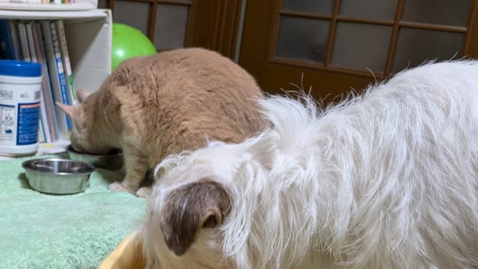 真菌とアレルギー