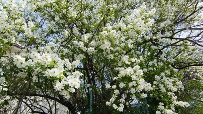 春、白い樹木花