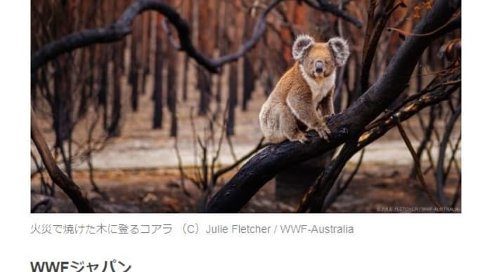 オーストラリアの火災で被害を受けた野生動物と自然環境のために