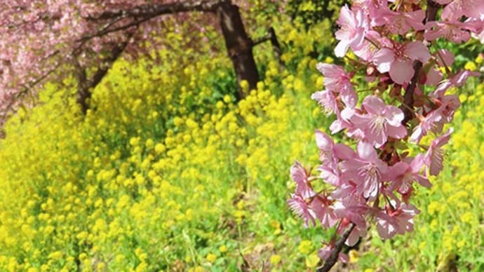 まつだ桜まつり2023 その2・メジロとシジミチョウ