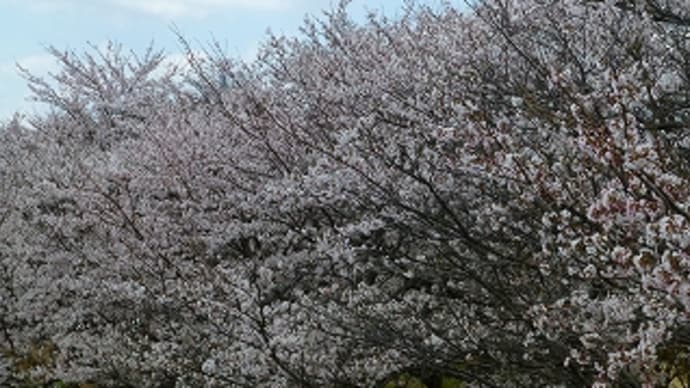 たつの市揖保川沿いの桜