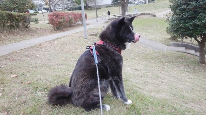 歩けばシッポは上がるわ!