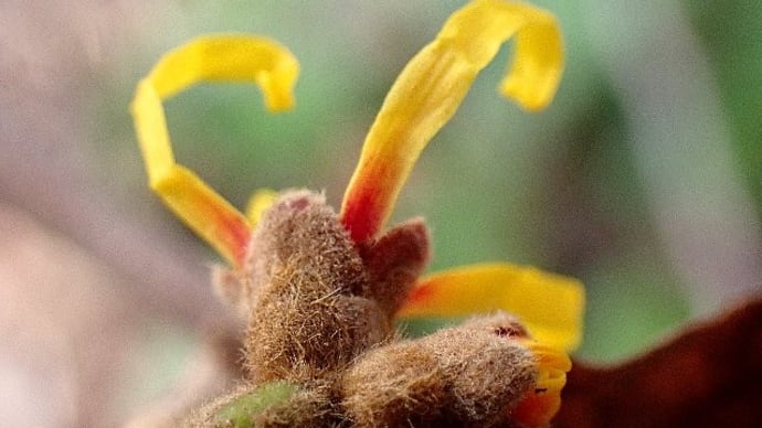 冬日向の花散歩